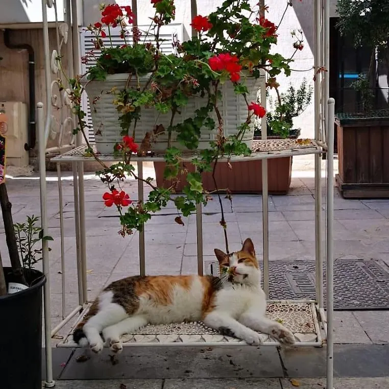 gafa garden Hostel Istanbul 0*,  Türkei